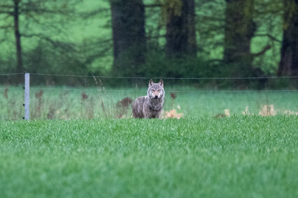 Wolf