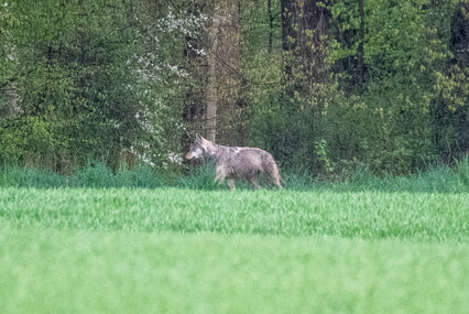 Wolf