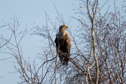 Seeadler