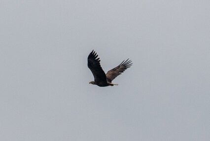 Seeadler
