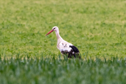 Weißstorch